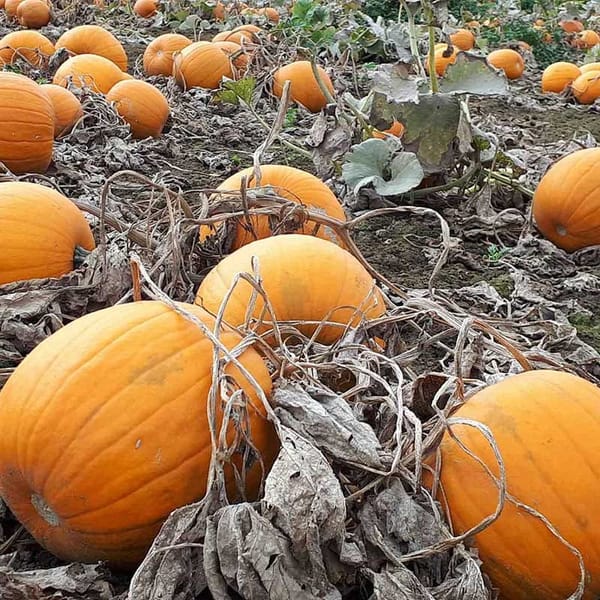 PYO Pumpkin at Lotmead Farm