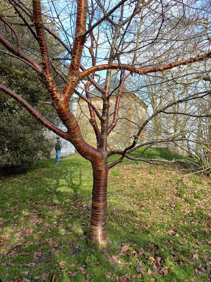 Lawn Woods - image 1