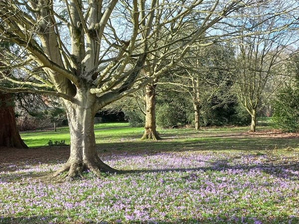 Lawn Woods
