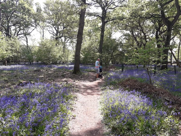 Hagbourne Copse