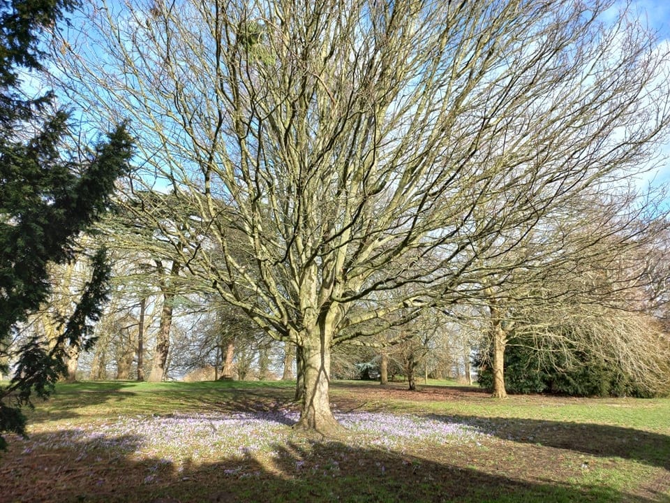 Lawn Woods - image 2