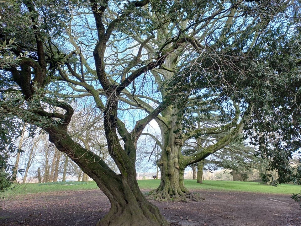 Lawn Woods - image 2