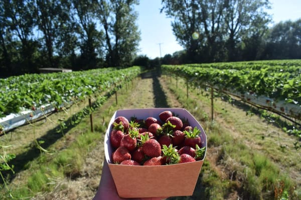 Lotmead Farm PYO