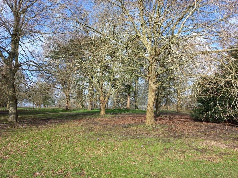 Lawn Woods - image 3
